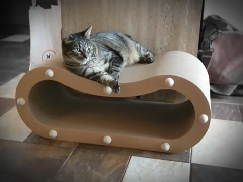 Kot leżący na górnym poziomie drapaka KATIE NEW